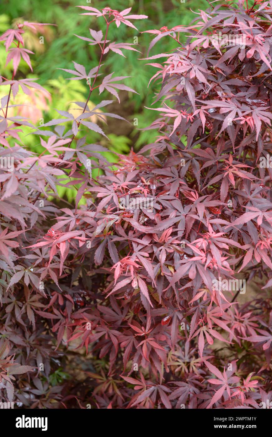 Érable en éventail (Acer palmatum 'Skeeter's Broom'), Rhodo 2014, Bad Zwischenahn, basse-Saxe, Allemagne Banque D'Images