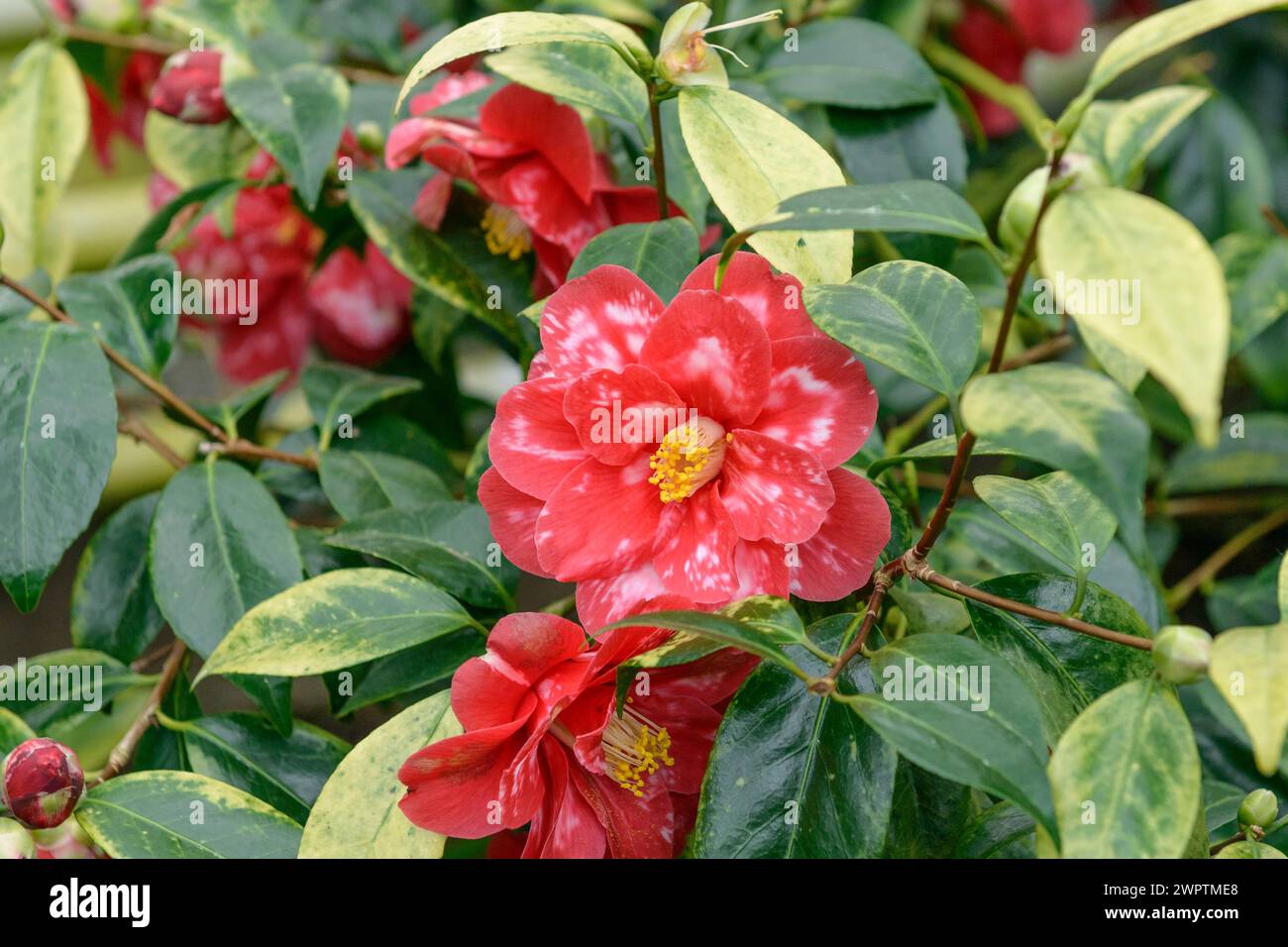 Camellia (Camellia japonica 'Donckelaeri'), Collection botanique Landschloss Pirna-Zuschendorf, Zuschendorf, Saxe, Allemagne Banque D'Images