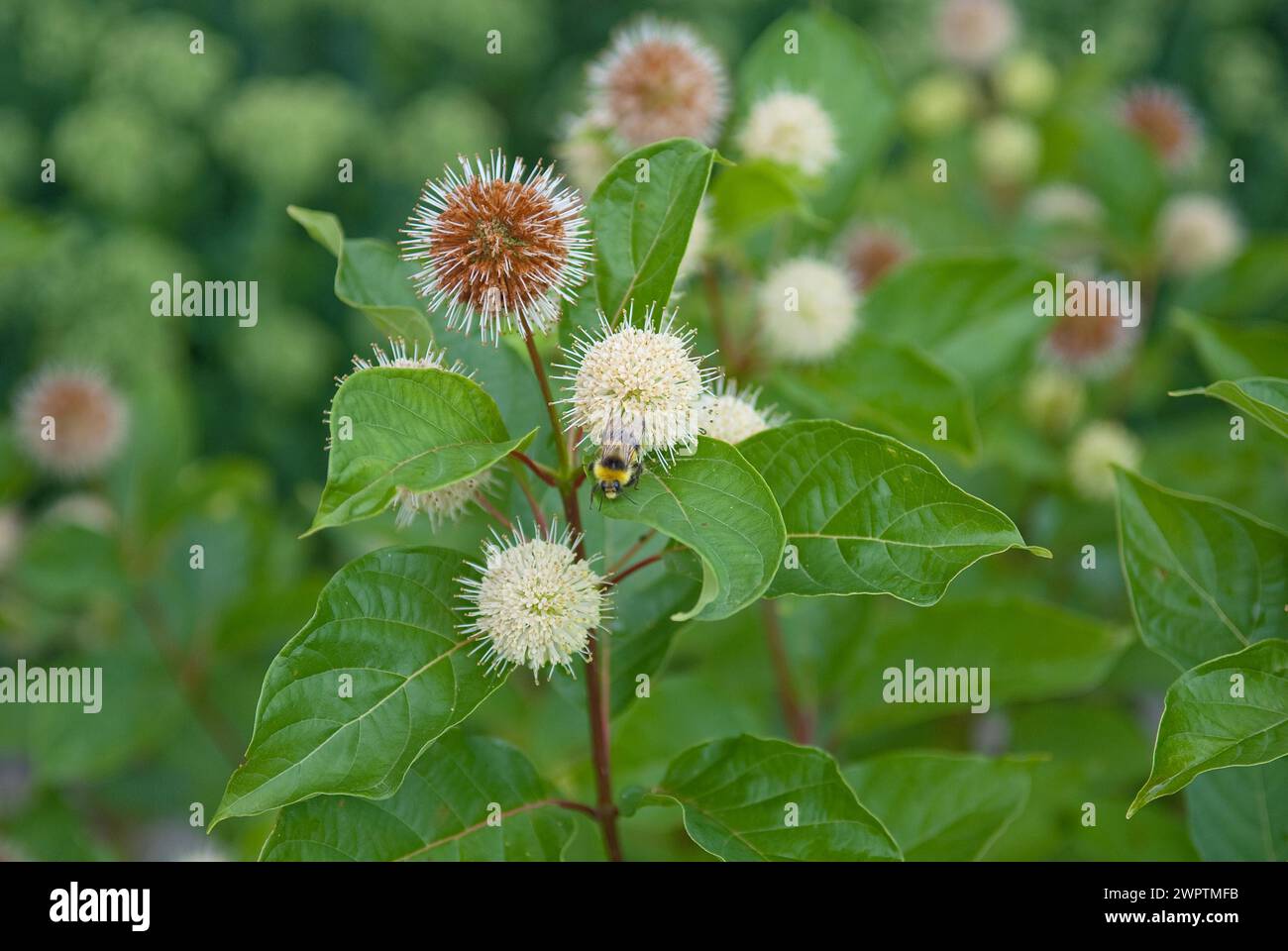 Céphalanthe occidental (Cephalanthus occidentalis) Banque D'Images