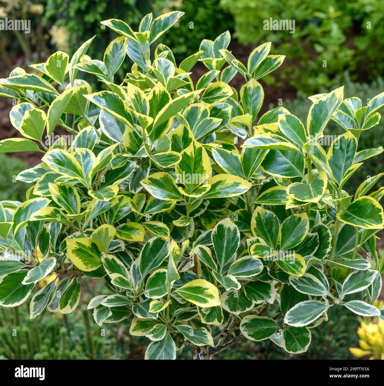 Buisson de fuseau japonais (Euonymus japonicus 'Albomarginatus'), Rhodo 2014, Westerstede, basse-Saxe, Allemagne Banque D'Images