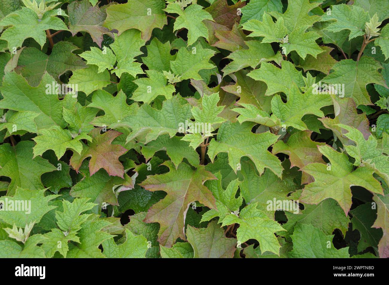 Hortensia à feuilles de chêne (Hydrangea quercifolia), pépinière Saemann, Bautzen, Saxe, Allemagne Banque D'Images