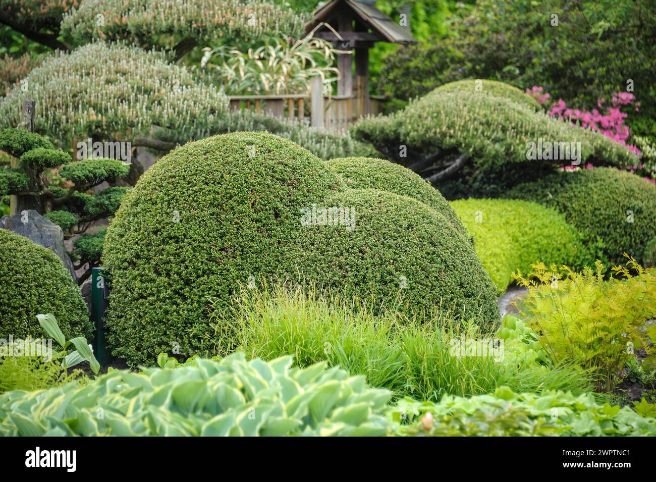 Jardin japonais, Hollyhock japonais (Ilex crenata), Park der Gaerten, Bad Zwischenahn, basse-Saxe, Allemagne Banque D'Images