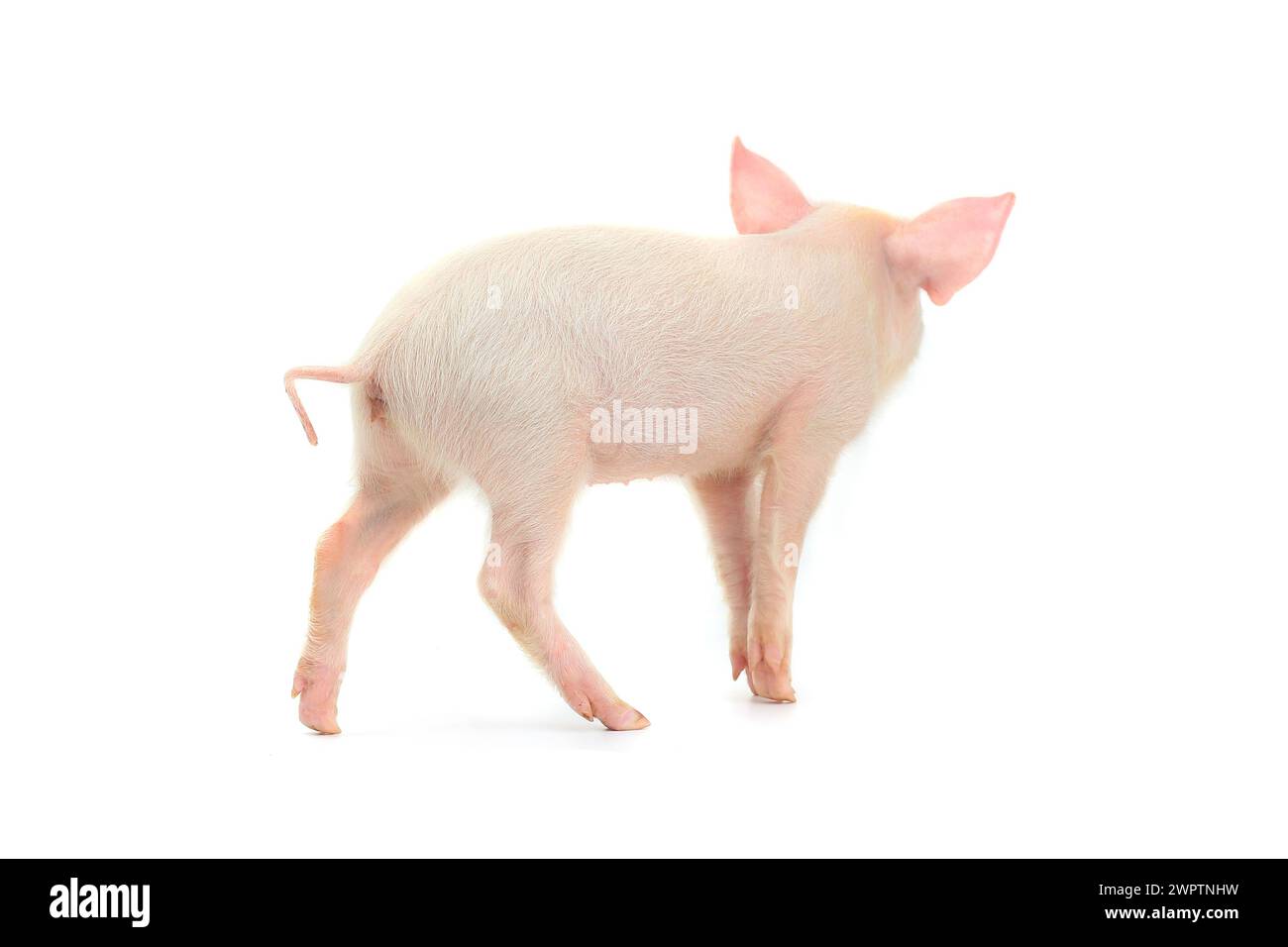 cochon sur fond blanc. studio Banque D'Images