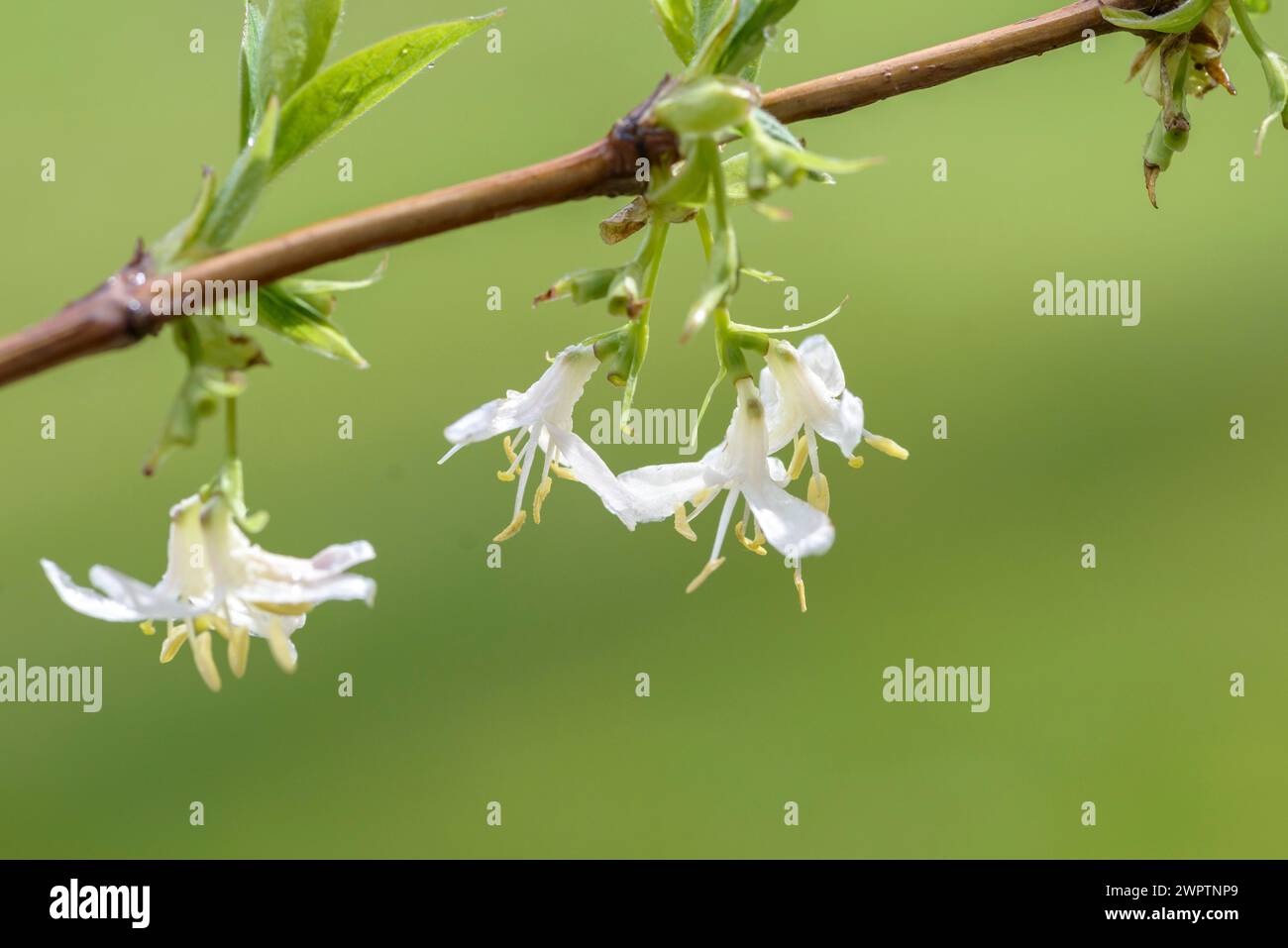 Lonicera x purpusii 'Winter Beauty', an den Dorfwiesen 9, Laussnitz, Saxe, Allemagne Banque D'Images