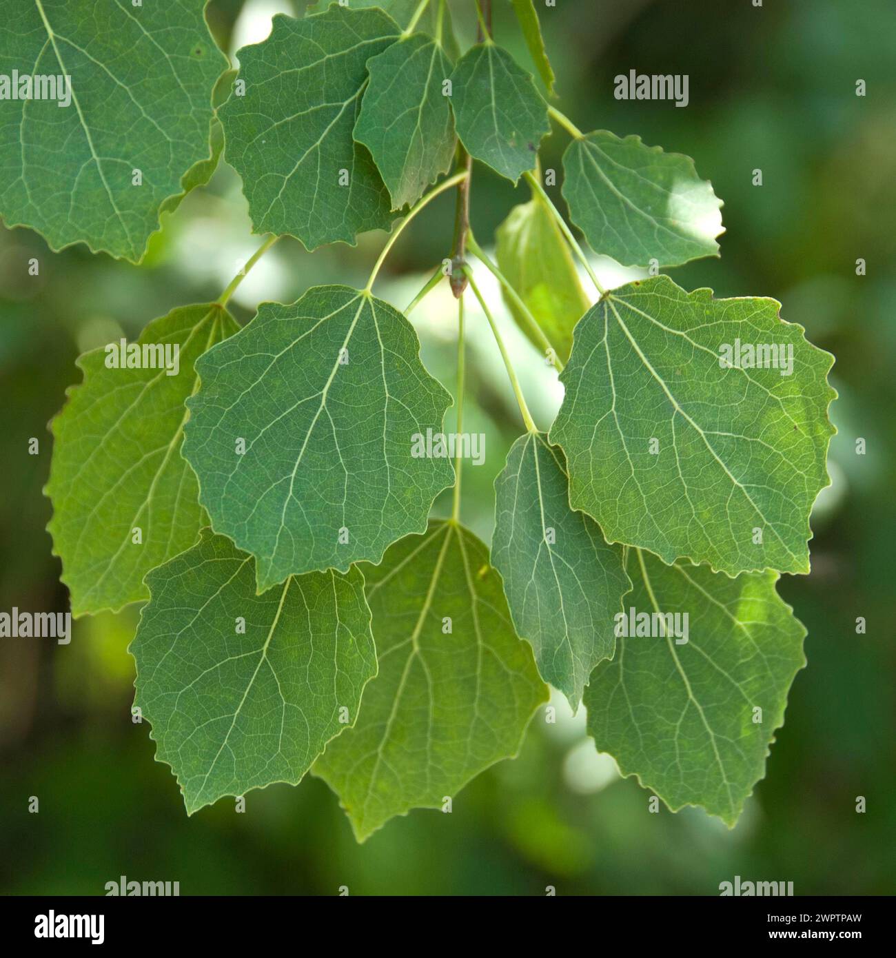 Tremble tremble (Populus tremula), Mecklembourg-Poméranie occidentale, Allemagne Banque D'Images