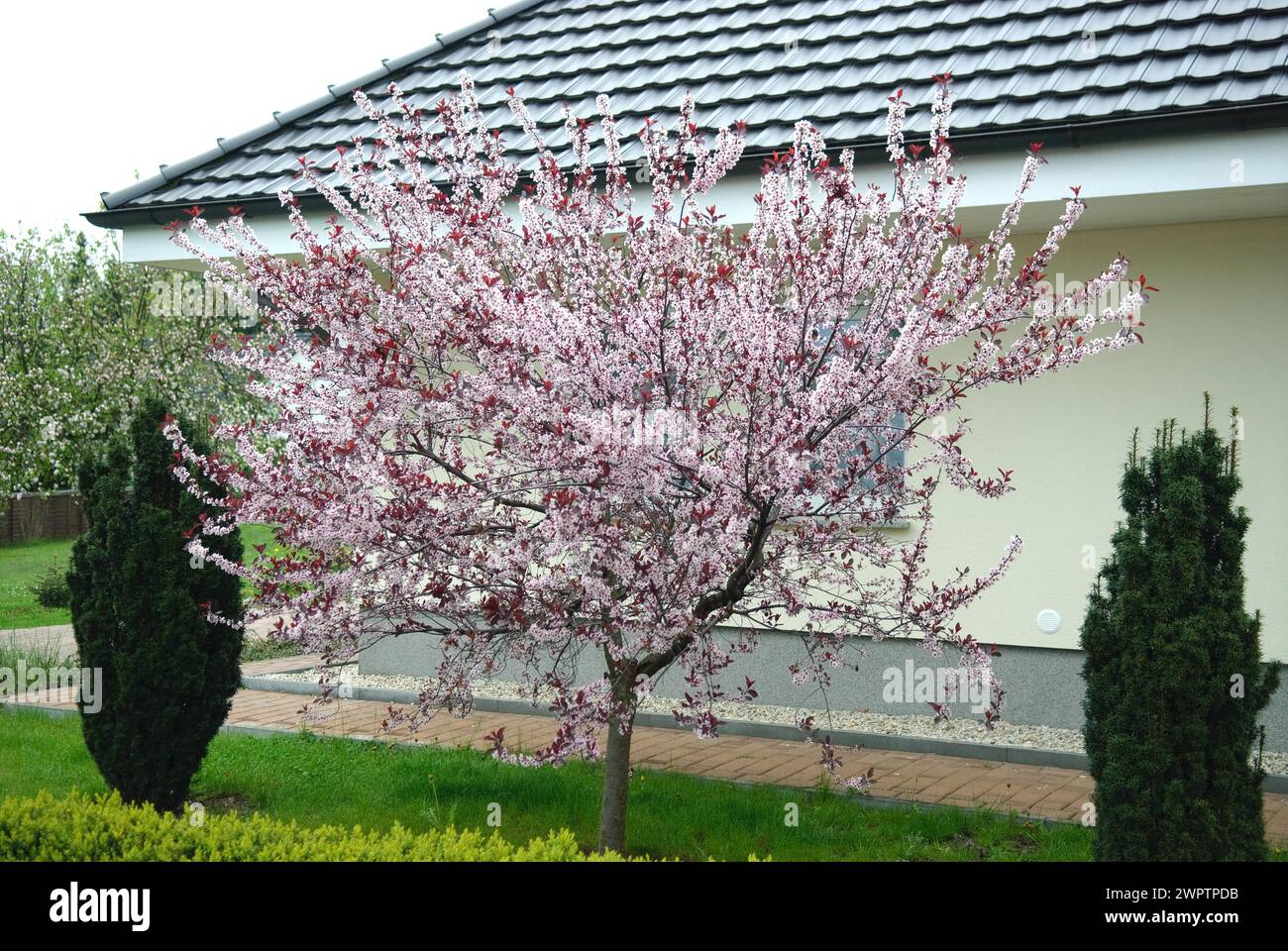 Prune de sang nain (Prunus cistena), 81 Banque D'Images