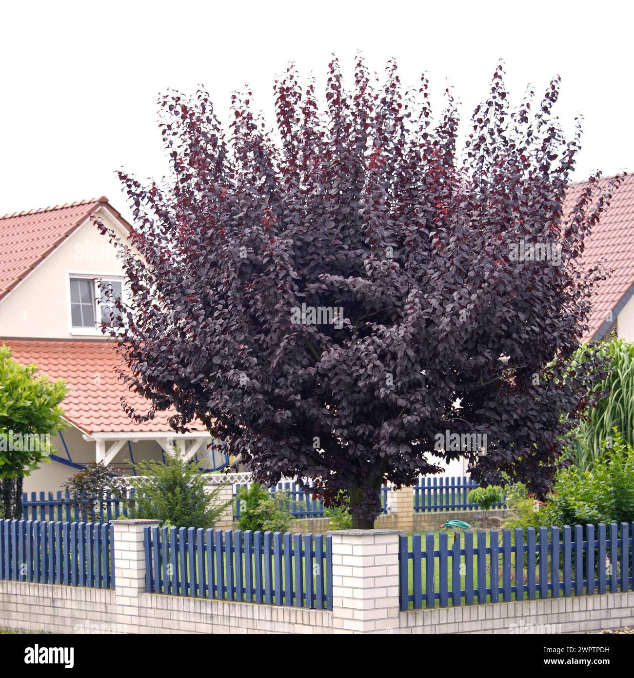 Prune sanguine (Prunus cerasifera 'Nigra'), Saxe, Allemagne Banque D'Images