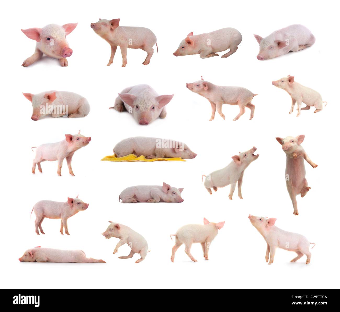 18 meilleurs cochons dans les poses les plus insolites sur fond blanc. studio Banque D'Images