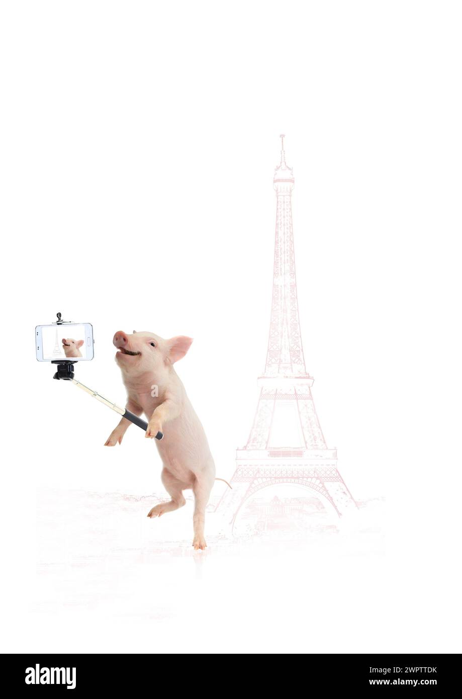 Cochon voyage d'un sourire faisant le selfie avec la caméra du smartphone contre la Tour Eiffel Paris France Banque D'Images