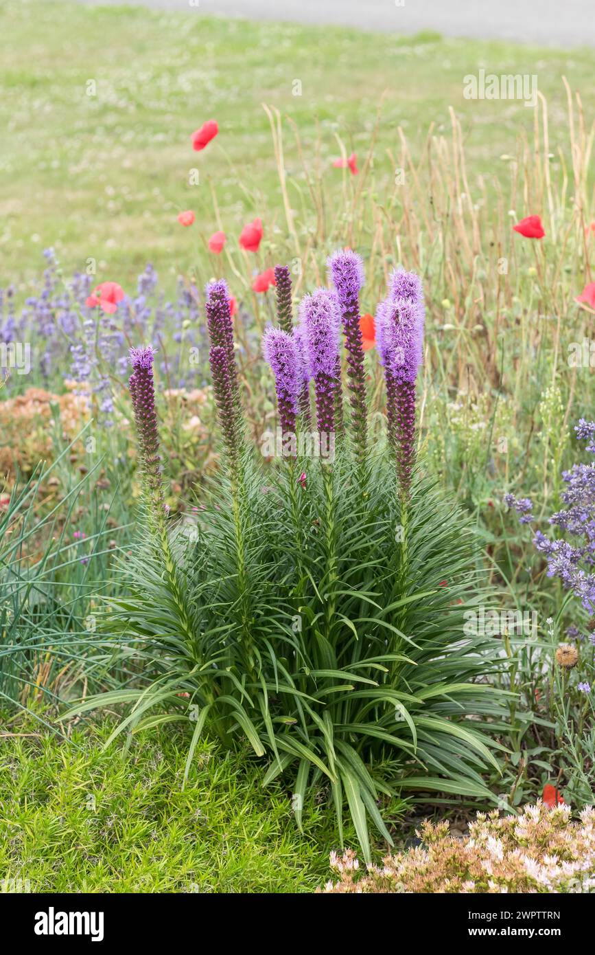 Étoile flamboyante dense (Liatris spicata), jardin botanique de Cambridge, République tchèque Banque D'Images