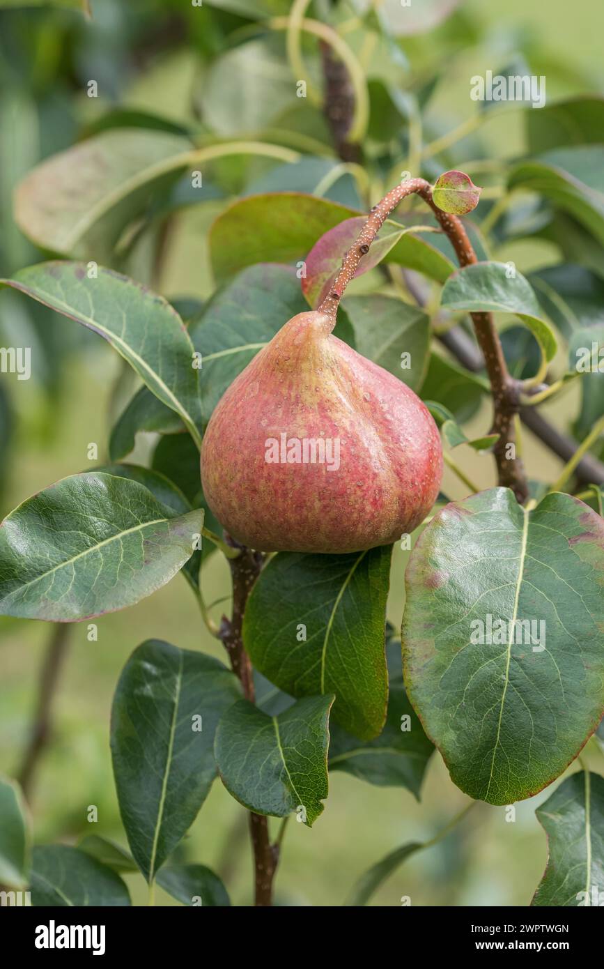 Poire (Pyrus communis 'Petersbirne'), jardin botanique de Cambridge, Allemagne Banque D'Images