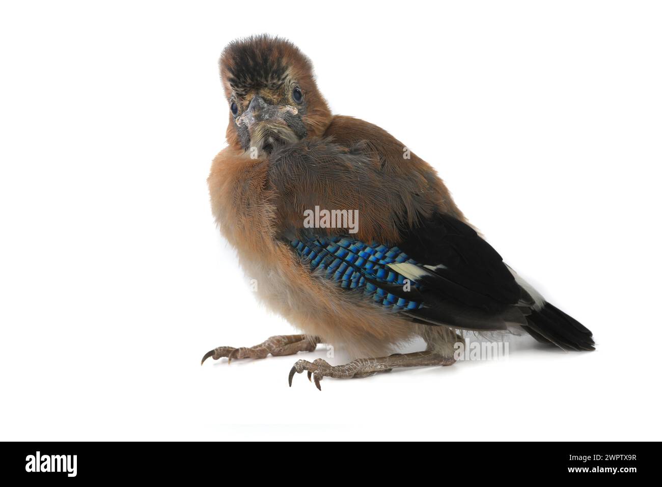 jay est avec bébé oiseau isolé sur un fond blanc Banque D'Images