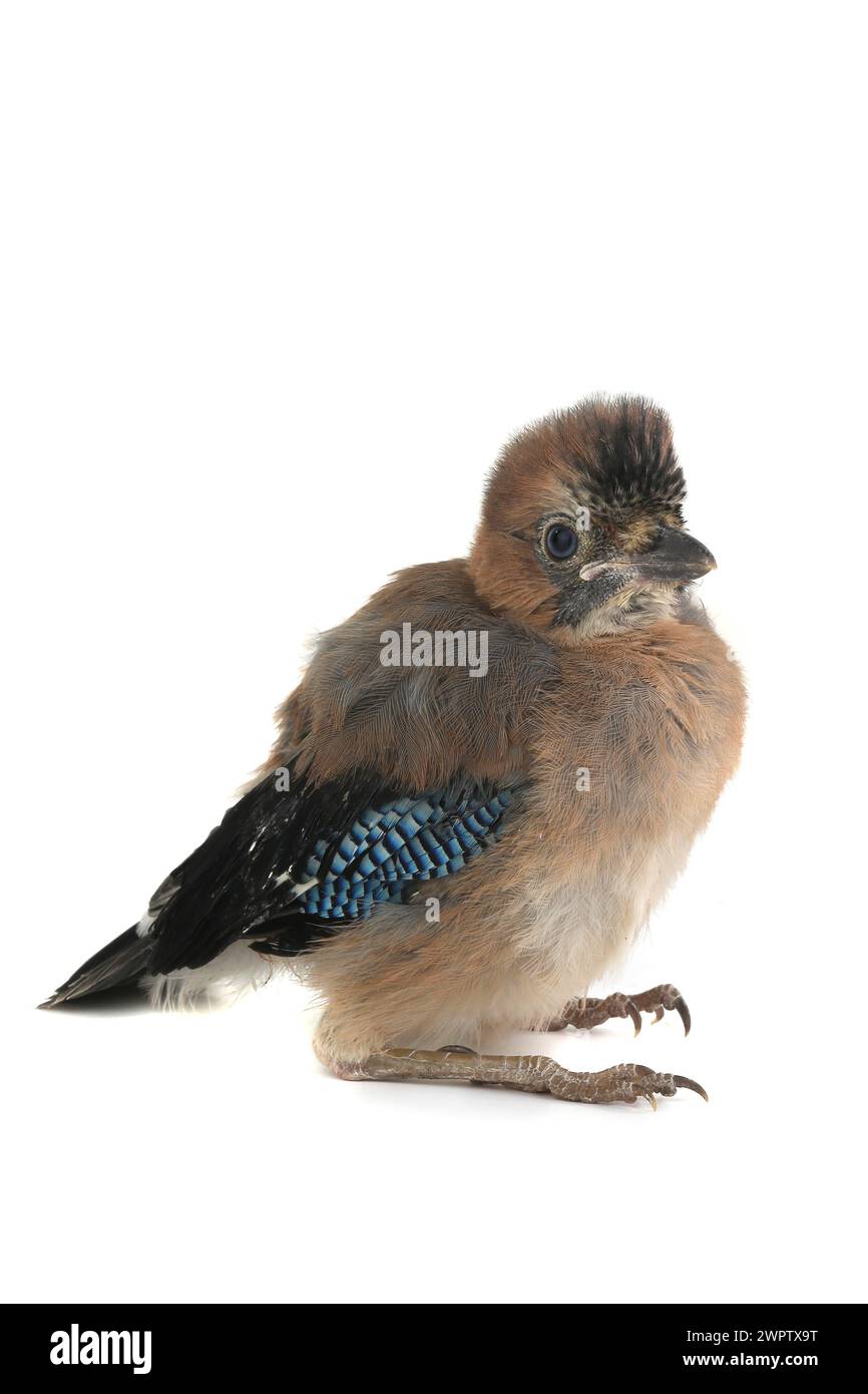 jay est avec bébé oiseau isolé sur un fond blanc Banque D'Images