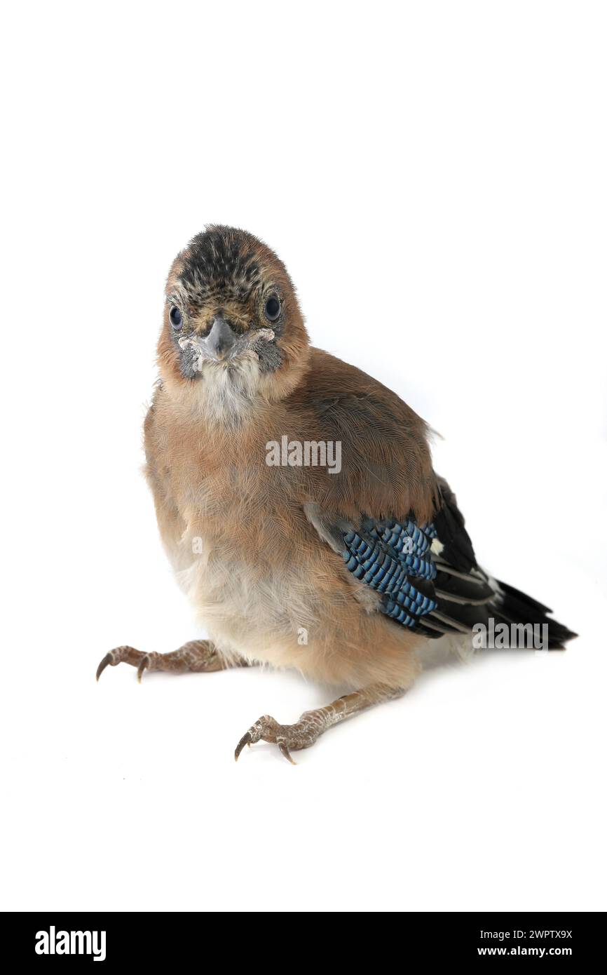 jay est avec bébé oiseau isolé sur un fond blanc Banque D'Images