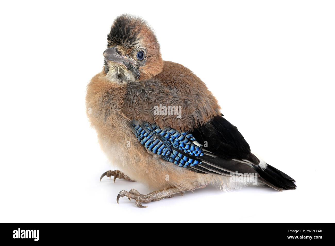 jay est avec bébé oiseau isolé sur un fond blanc Banque D'Images