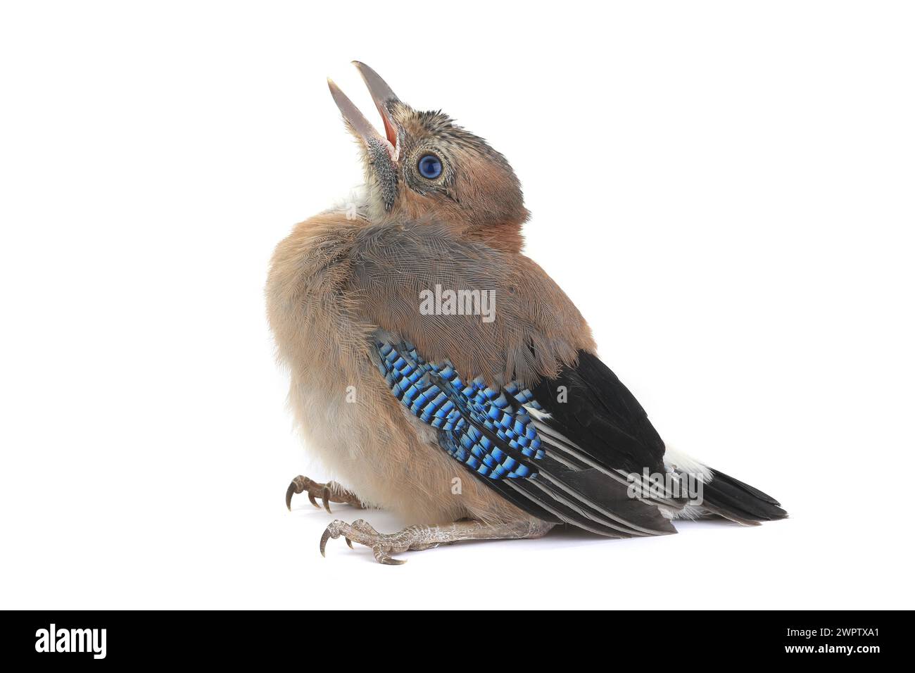 jay est avec bébé oiseau isolé sur un fond blanc Banque D'Images