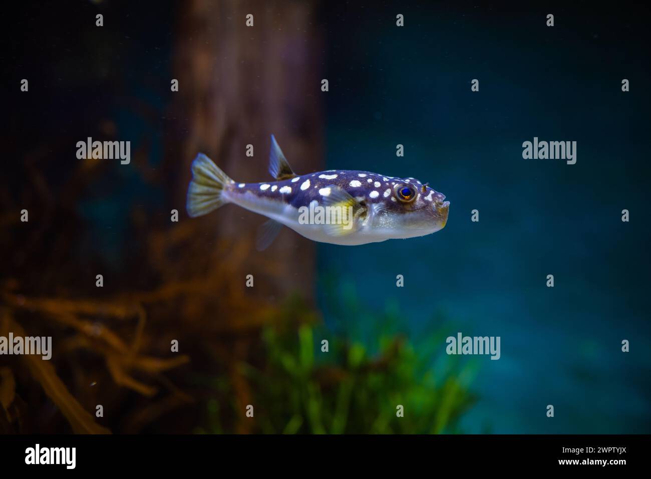 Amblyrhynchotes honckenii Evileye poisson-pouffer Banque D'Images