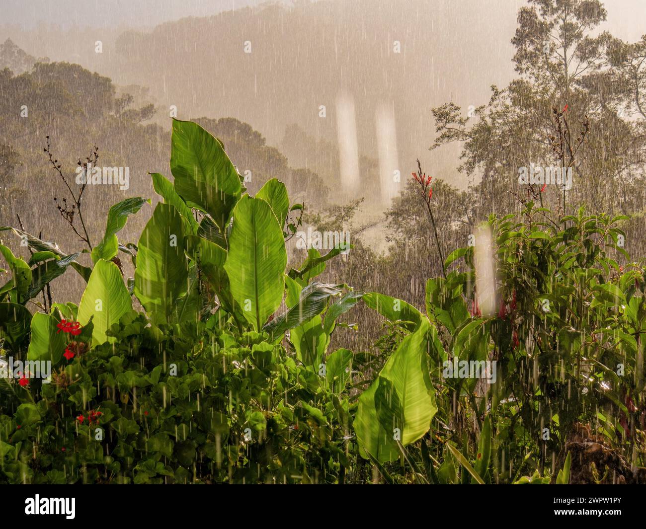 Vue sur un jardin de tir indien et une forêt dans un coucher de soleil pluvieux et ensoleillé, dans les montagnes andines orientales du centre de la Colombie. Banque D'Images