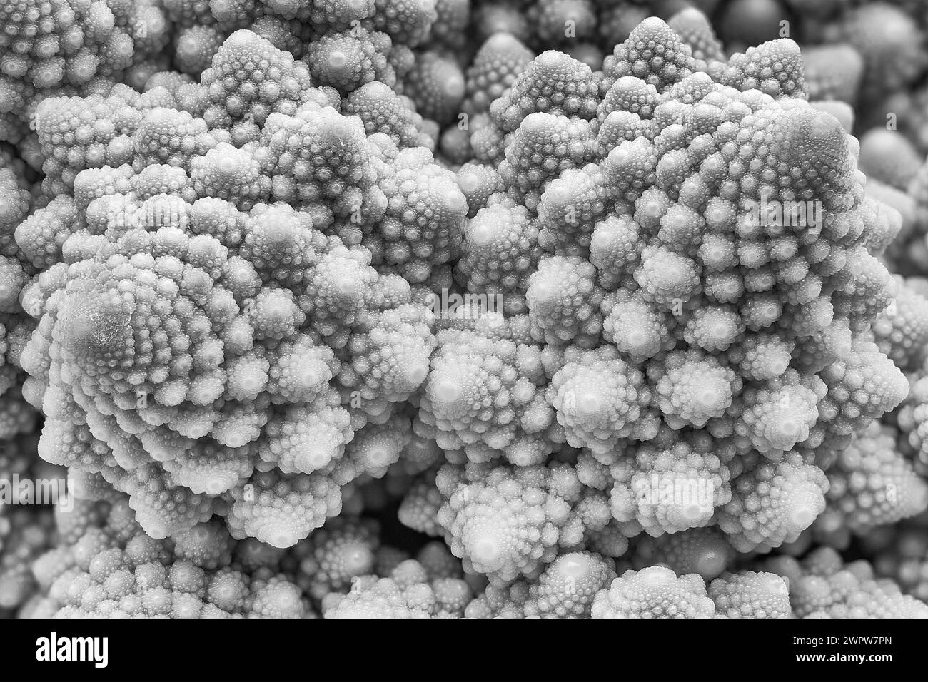 Brocoli romanesco ou chou-fleur roman (Brassica oleracea var. botrytis), Brassicaceae. Cultivar du chou-fleur. Image de fractales naturelles. Banque D'Images