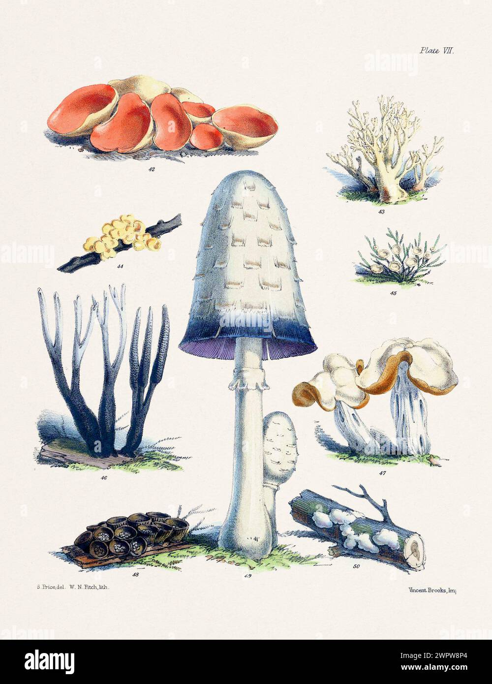 Vintage Mushroom illustration : champignons botaniques Art. 42. PEZIZA AURANTIA. 43. CLAYARIA RUGOSA. 44. TREMELLA LUTESCENS. 45. CYPHELLA MUSCIGENA. 46. XYLA Banque D'Images