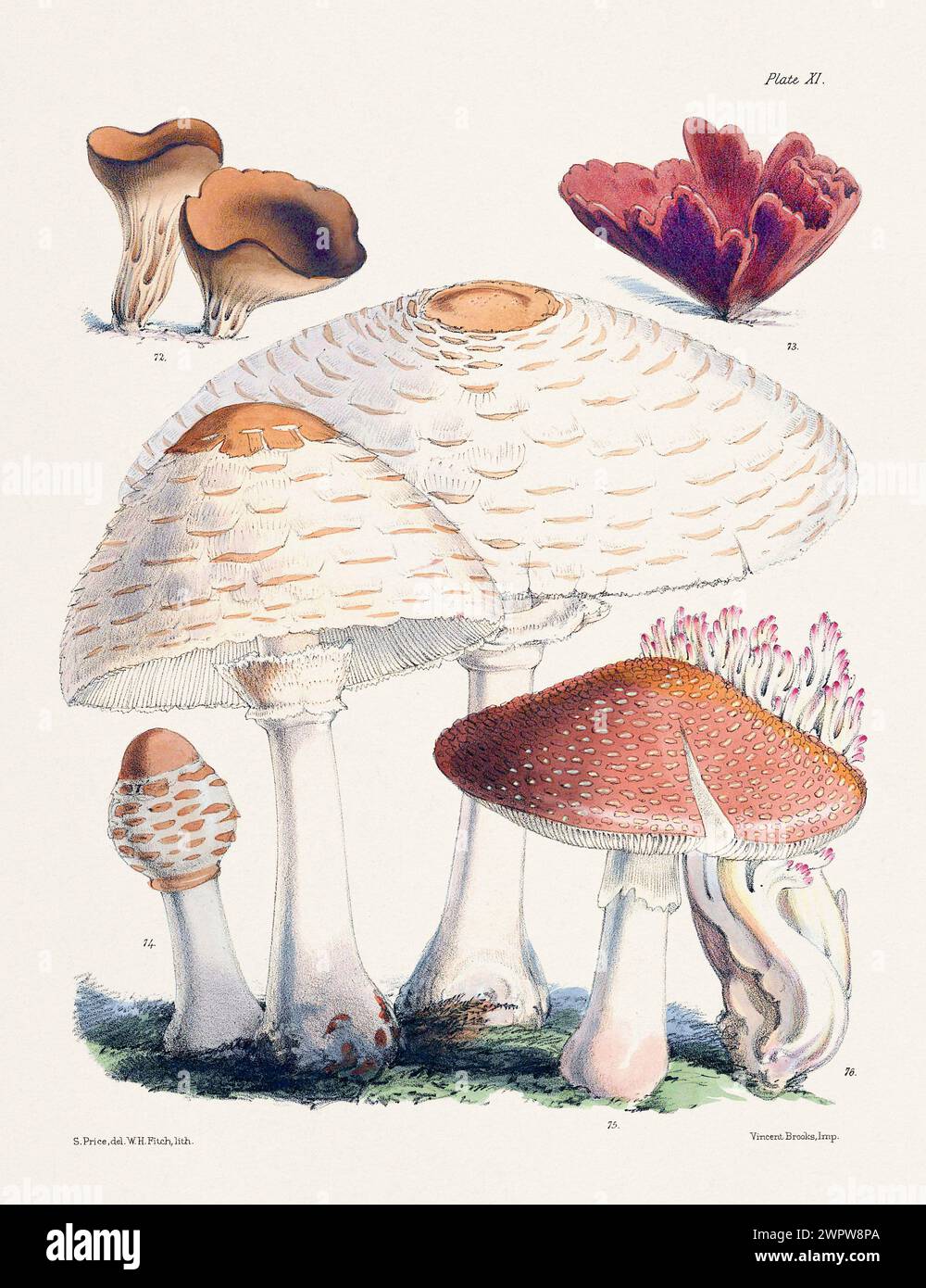 Vintage Mushroom illustration : champignons botaniques Art. 72. LE COTYLE PEZIZA. 73. TREMELLA FOLIACEA. 74. AGARICUS PROCERUS. 75. AGARICUS RUBESCENS. 76. C Banque D'Images