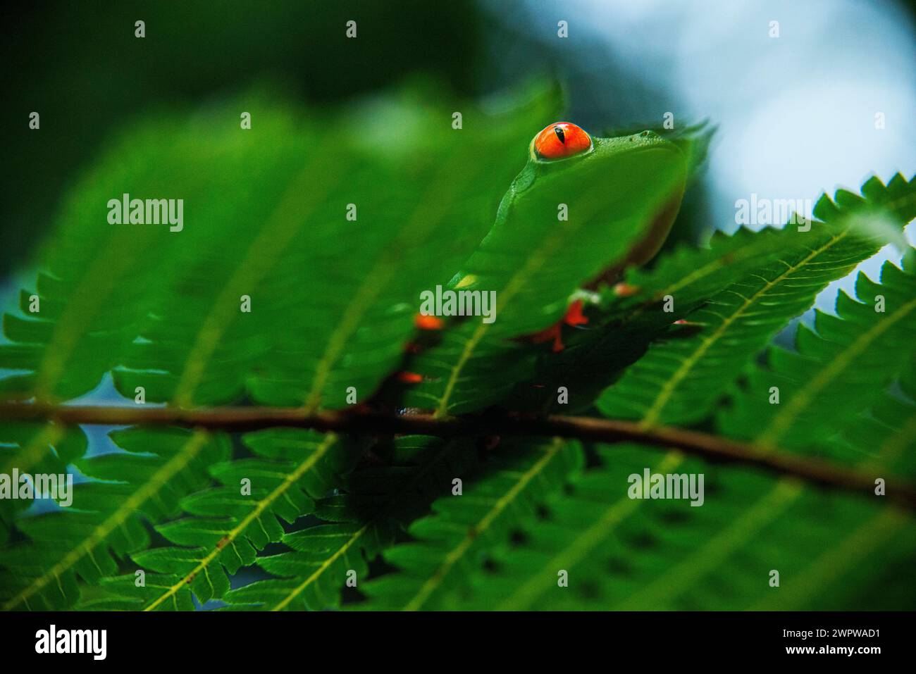 Grenouille d'arbre aux yeux rouges, Agalychnis callidrias curieuse grenouille d'arbre dans la forêt tropicale du Costa Rica se cachant entre des feuilles vertes Banque D'Images