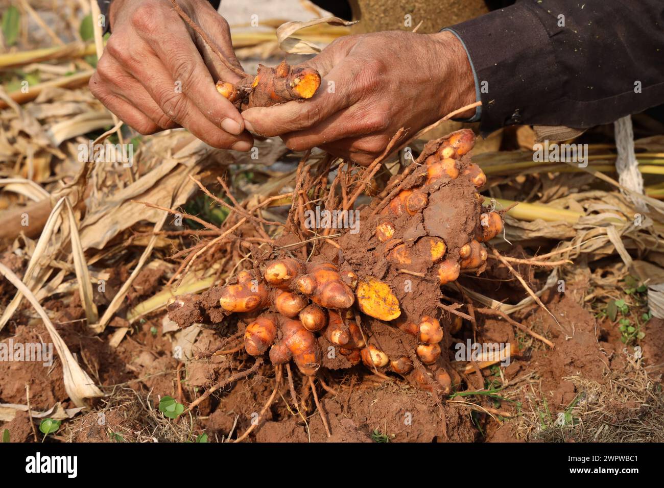 Hand Hands Holds le curcuma vient d'être creusé et récolté. Banque D'Images