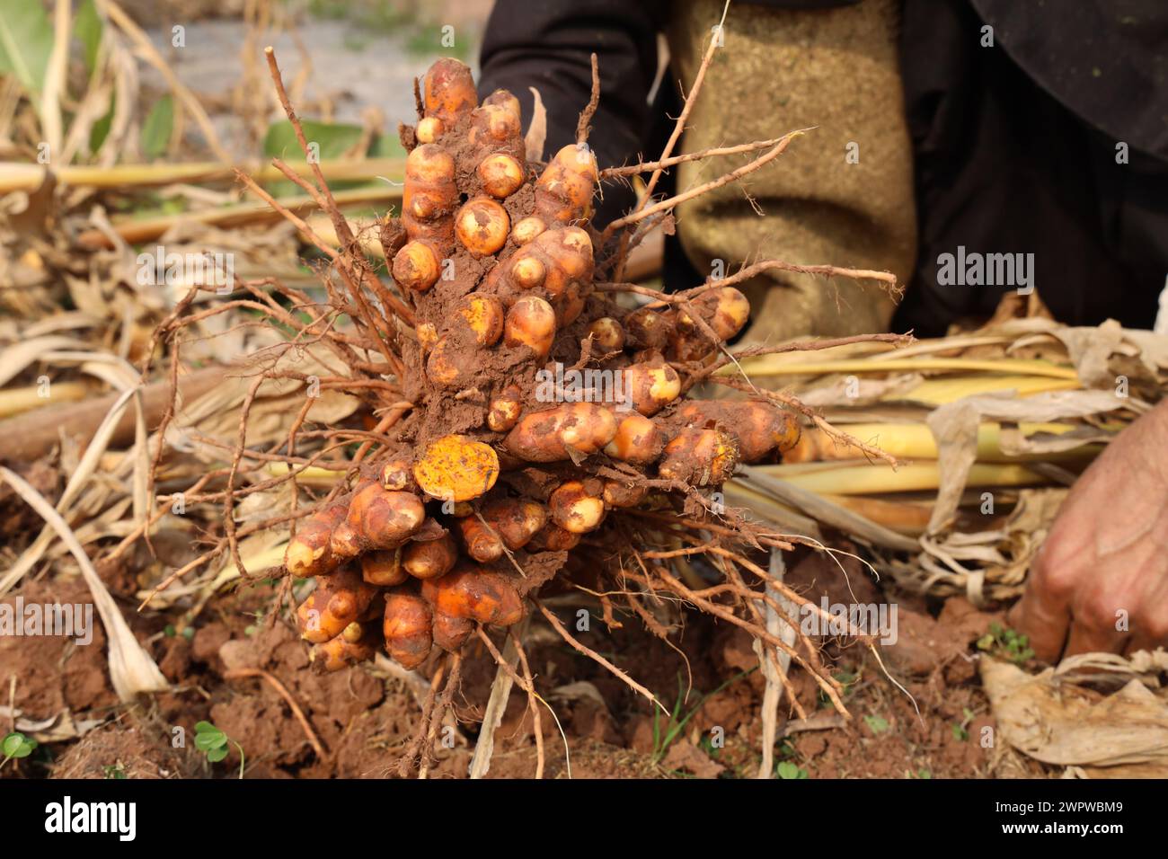 Hand Hands Holds le curcuma vient d'être creusé et récolté. Banque D'Images