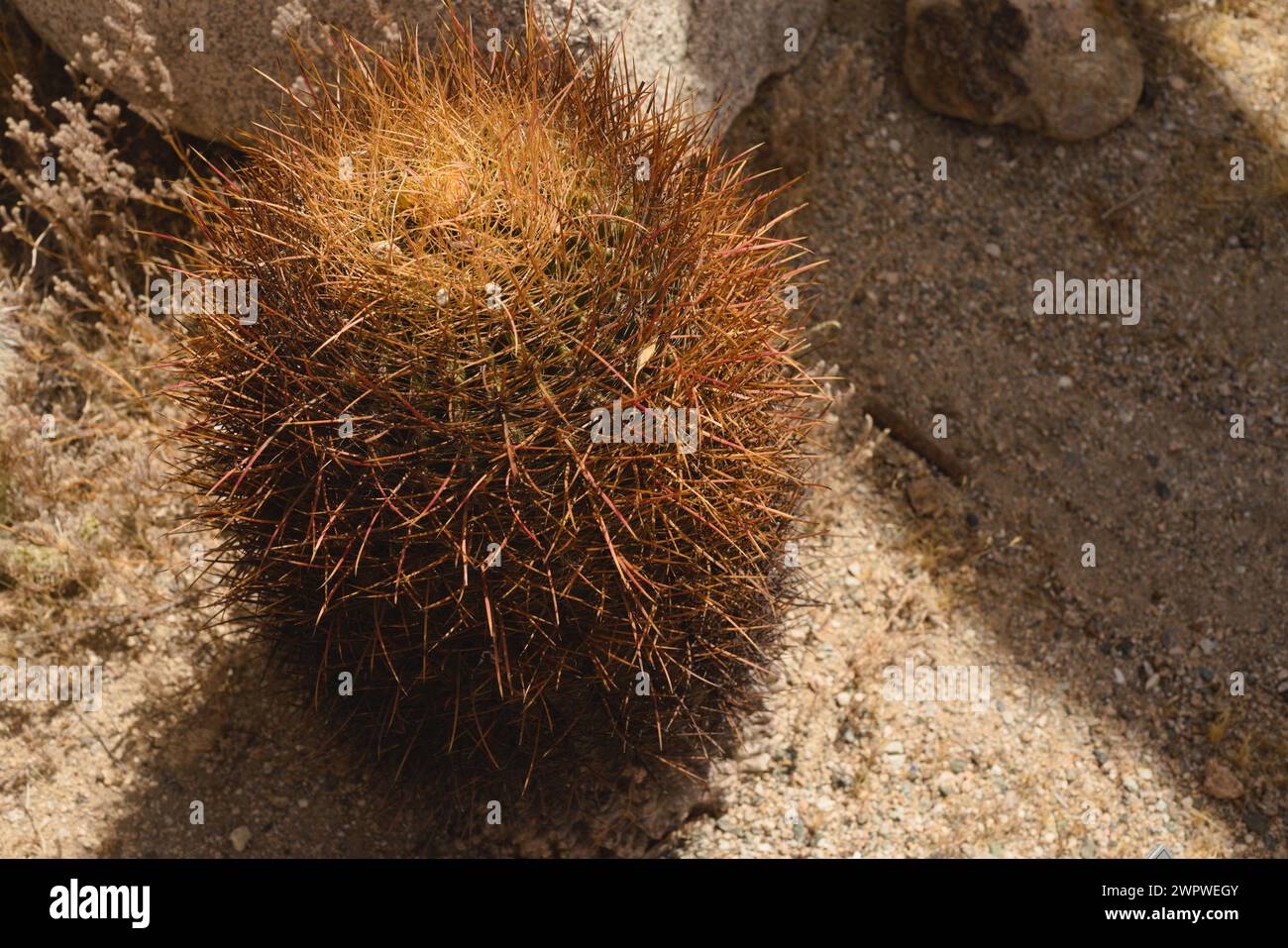 Cactus à baril unique brillant fièrement dans le chaud désert californien. Etude du déterminisme et de la survie. Forme, forme, motifs et texture intéressants. Banque D'Images