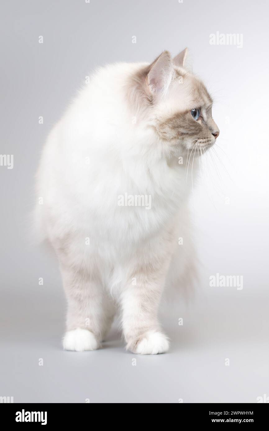 Portrait de chat Birma femelle sur fond en studio Banque D'Images