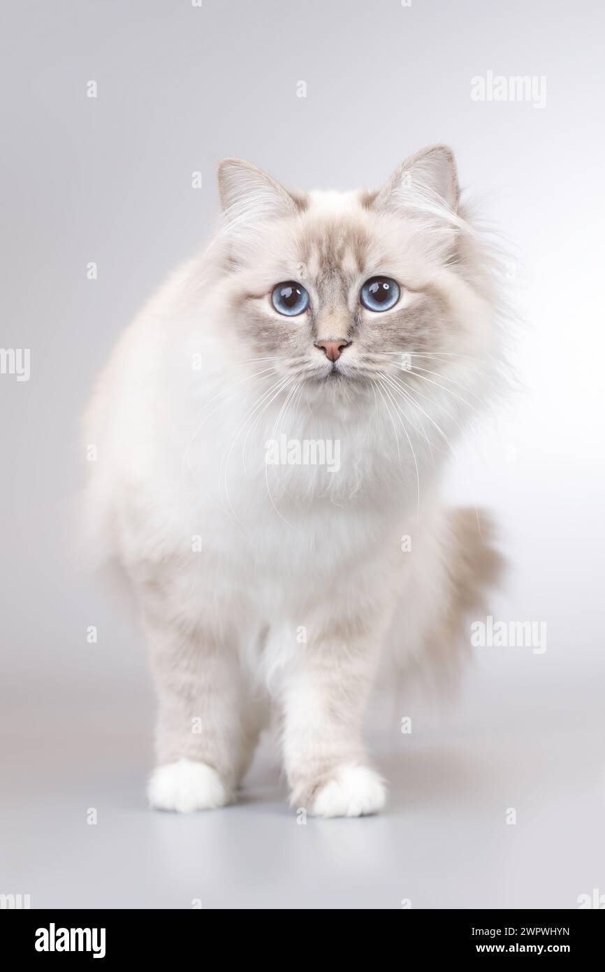 Portrait de chat Birma femelle sur fond en studio Banque D'Images