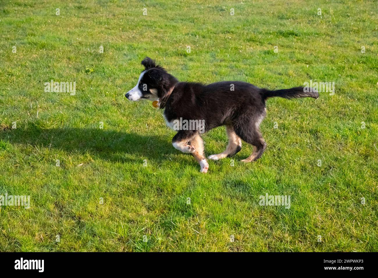 Petit chiot Tricolour Border Collie jouant à l'extérieur dans un champ Banque D'Images