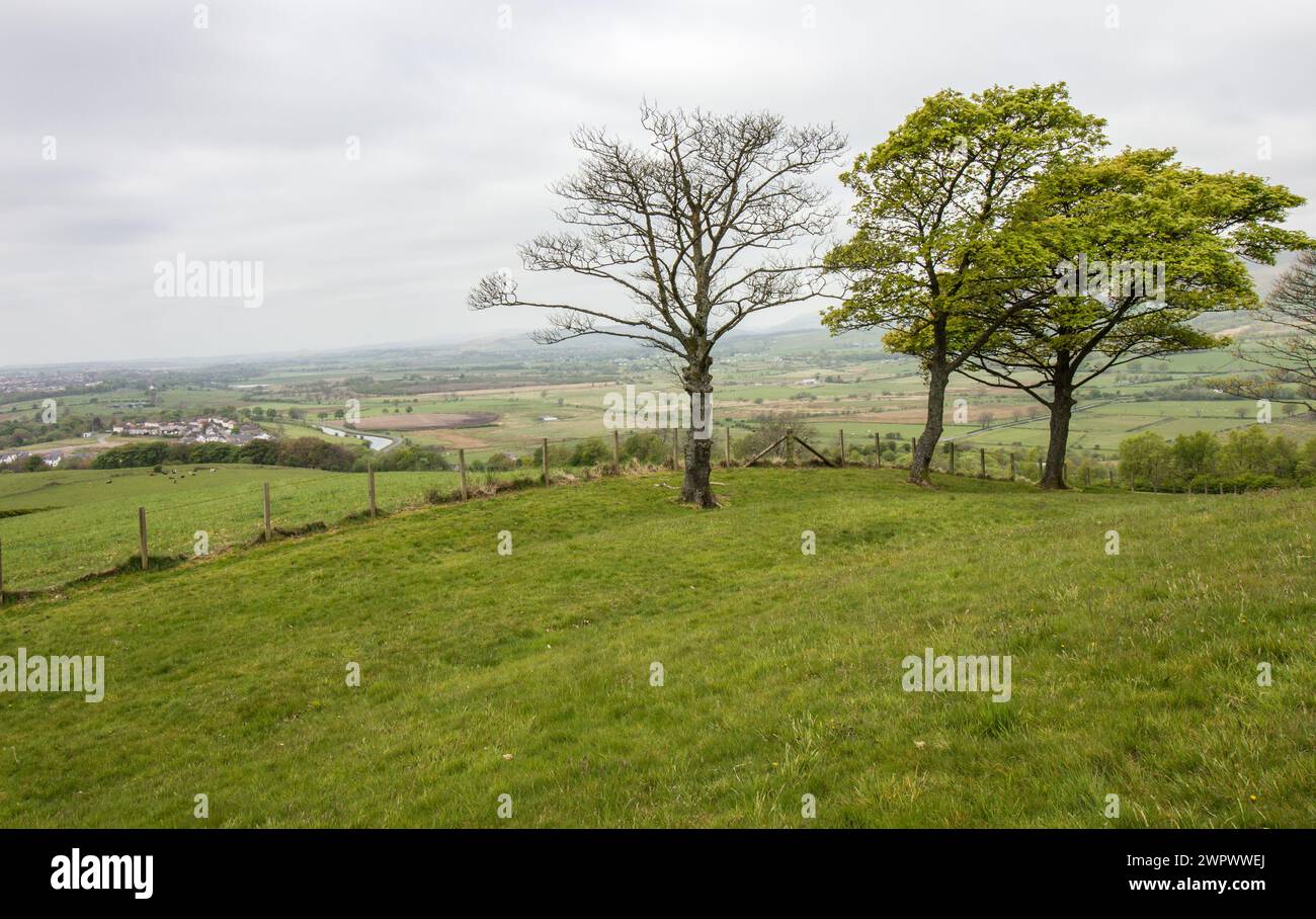 Arbres dans un petit parc à Bar Hill, avec la campagne écossaise en arrière-plan Banque D'Images