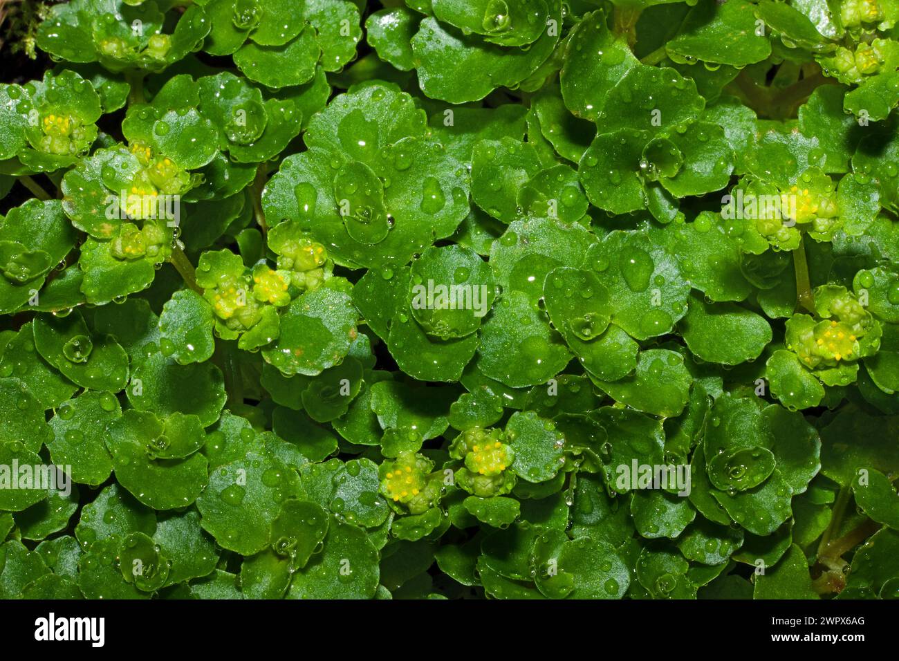 Chrysosplenium oppositifolium (saxifrage doré à feuilles opposées) est originaire d'Europe et pousse le long des berges et des fleuves dans des zones ombragées. Banque D'Images