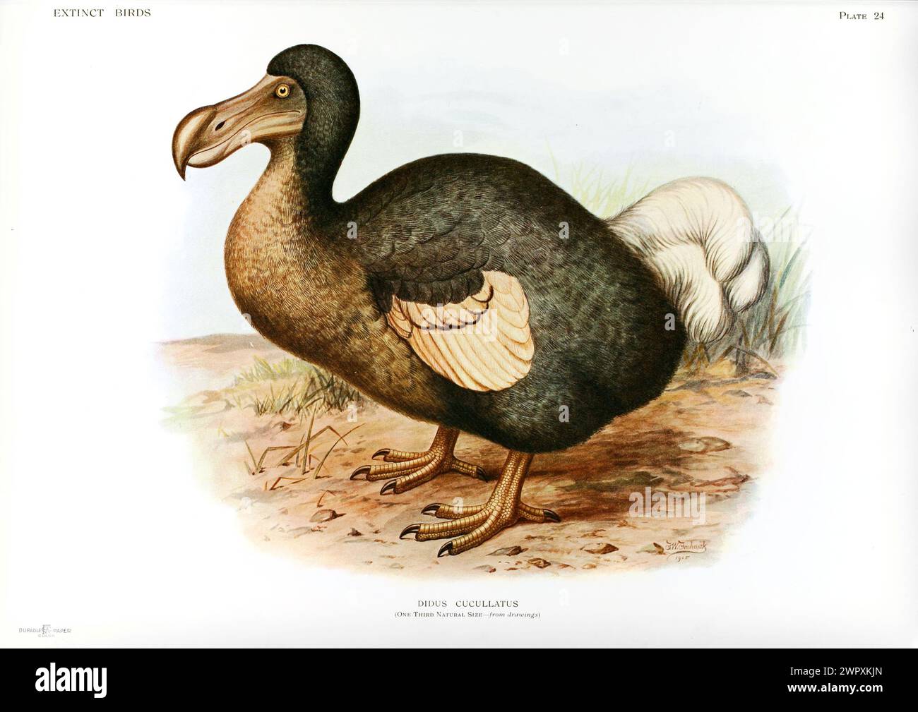 Dodo (Raphus cucullatus). Plaque de livre lithographique vintage de Walter Rothschild 'oiseaux éteints', 19ème siècle Banque D'Images