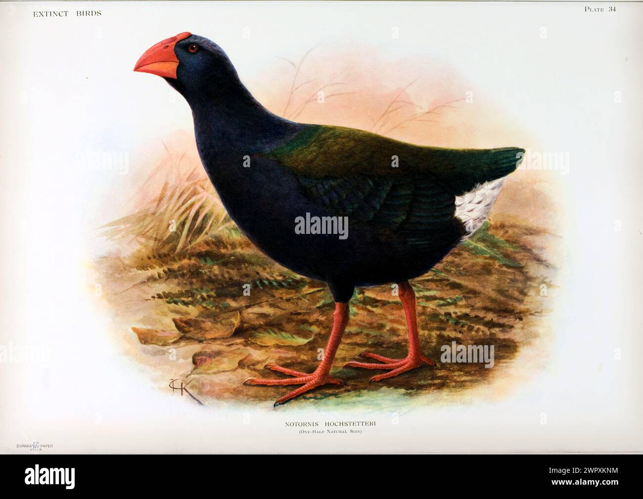 Takahē, Porphyrio hochstetteri. Plaque de livre lithographique vintage de Walter Rothschild 'oiseaux éteints', 19ème siècle. L'oiseau a été retrouvé au XXe siècle, et des efforts sont en cours pour le réintroduire dans la nature de la Nouvelle-Zélande. Banque D'Images