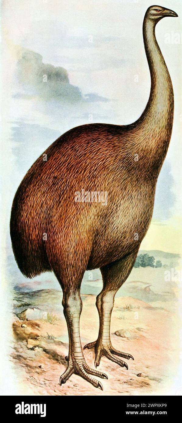moa géant, Dinornis novaezealandiae. Plaque de livre lithographique vintage de Walter Rothschild 'oiseaux éteints', 19ème siècle Banque D'Images