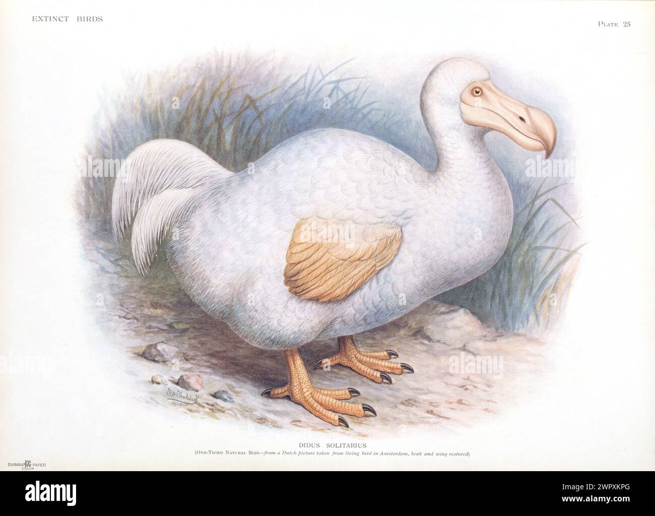 Albinos Dodo Vintage lithographie plaque de Walter Rothschild 'oiseaux éteints', 19ème siècle Banque D'Images