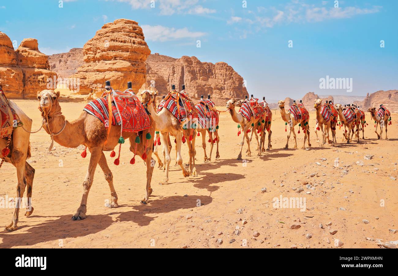 Groupe de chameaux, sièges prêts pour les touristes, marche dans le désert d'Alula par une journée ensoleillée, détail gros plan Banque D'Images