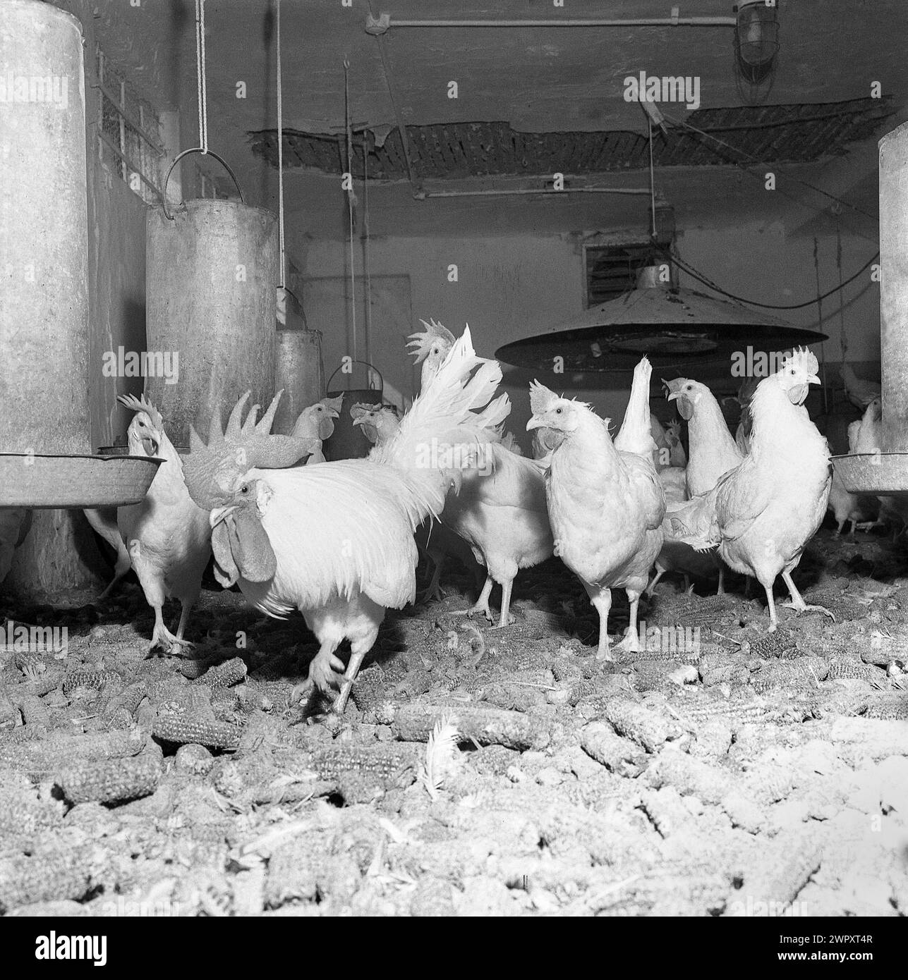 Coopérative agricole d'Etat en Roumanie communiste, dans les années 1970 Élever des poulets dans une ferme industrielle gérée par l'État. Banque D'Images