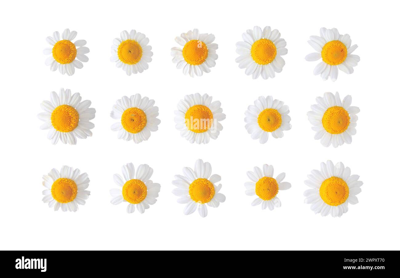 Fleurs de camomille serties isolées sur blanc. Marguerite blanche en fleur. Plante médicinale Chamaemelum nobile. Banque D'Images