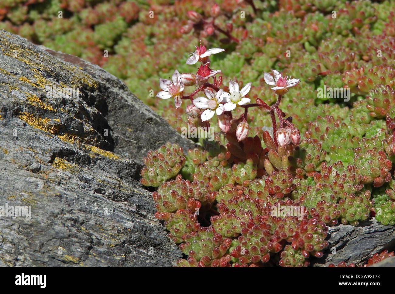 Plante à fleurs Sedum hirsutum avec des feuilles rougeâtres arrondies poilues disposées en rosette. Plante succulente avec de petites fleurs. Couvre-sol décoratif sur t Banque D'Images