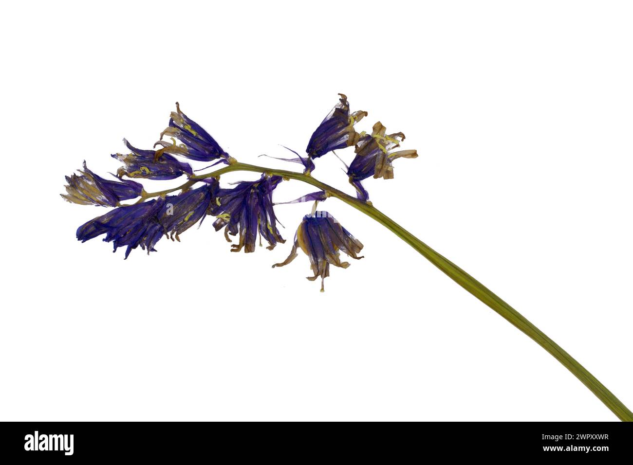Photo de fleurs sur fond Banque D'Images
