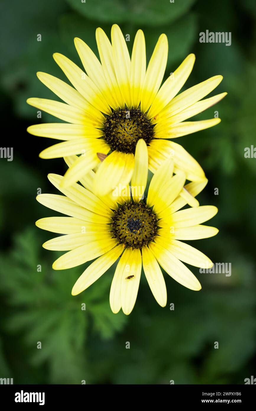 Photo de fleurs sur fond Banque D'Images