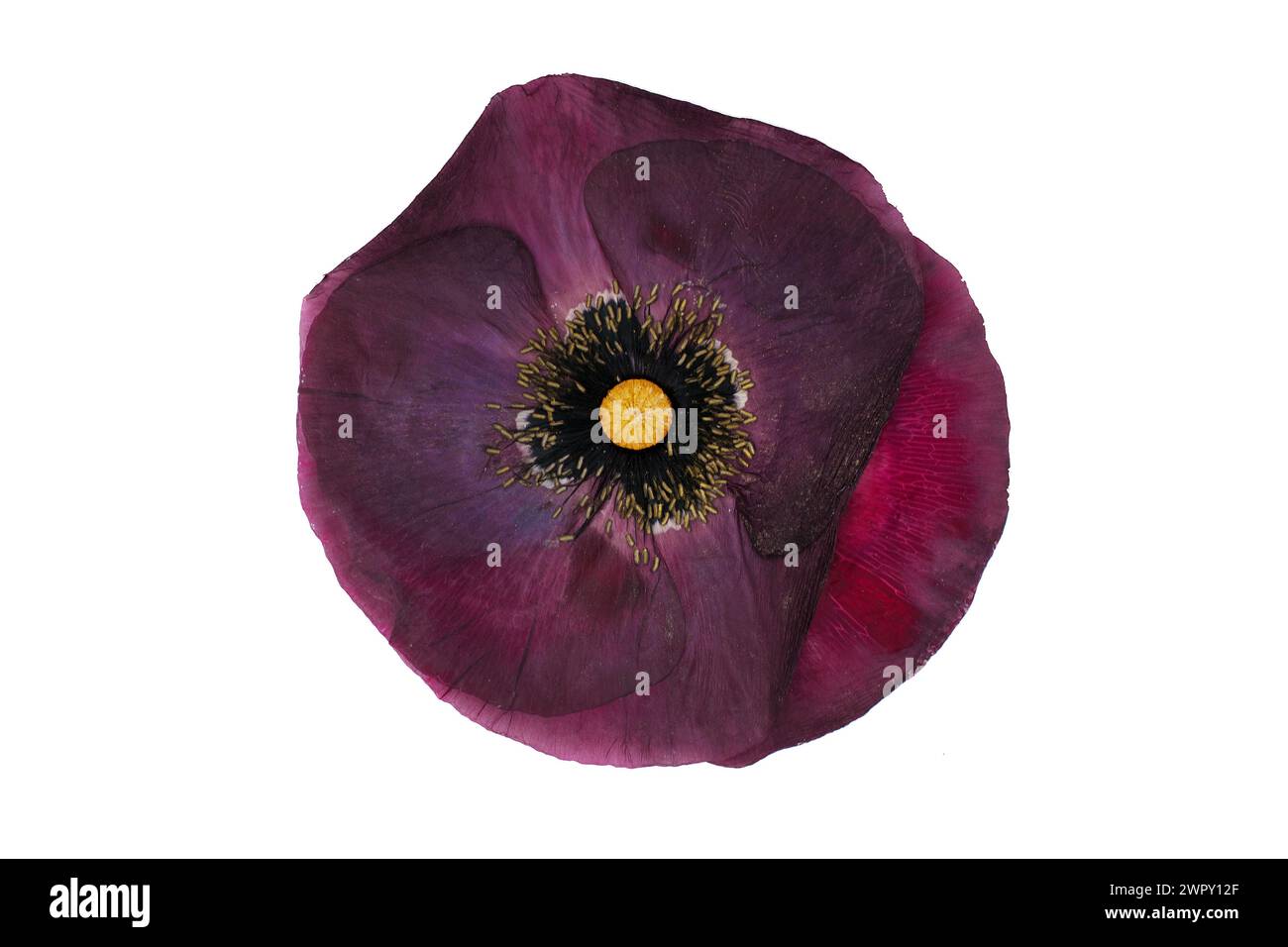 Photo de fleurs sur fond Banque D'Images