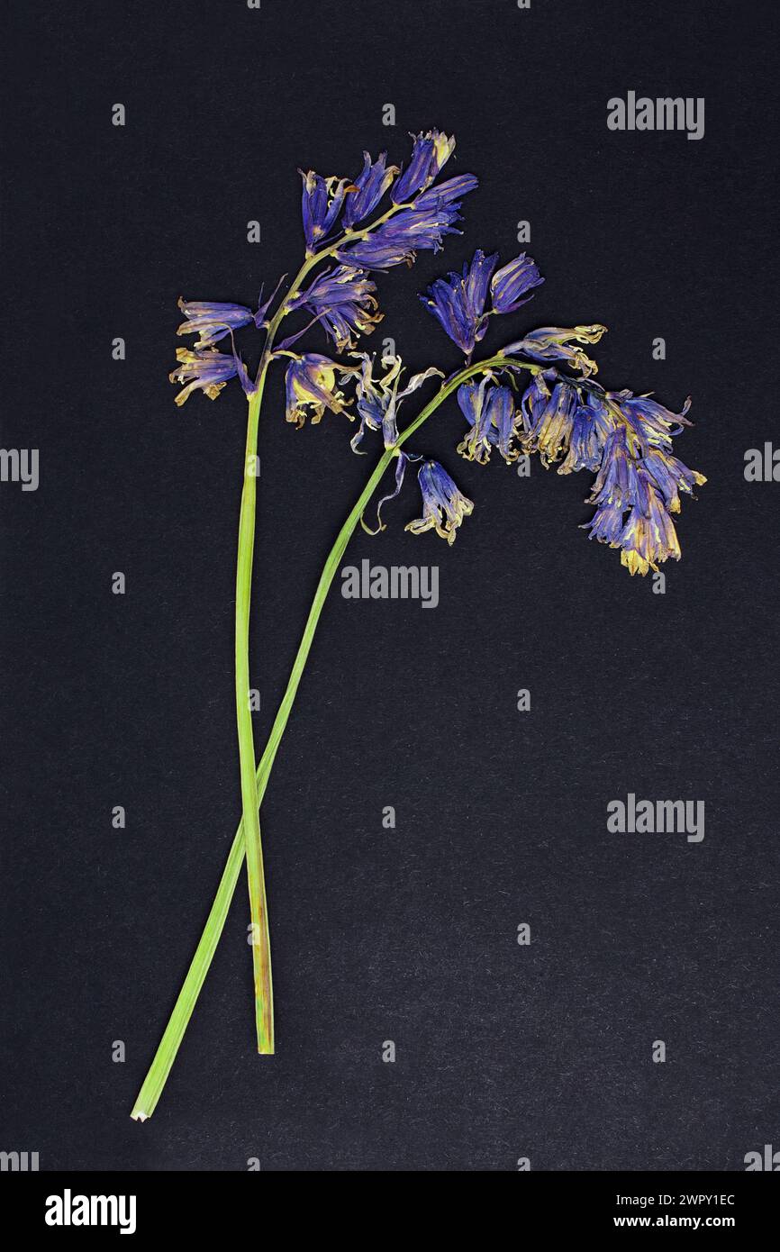 Photo de fleurs sur fond Banque D'Images