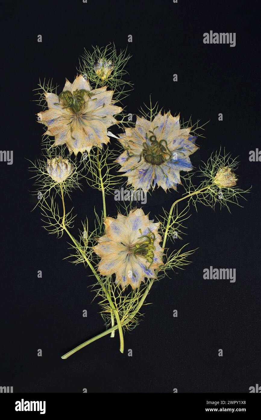 Photo de fleurs sur fond Banque D'Images