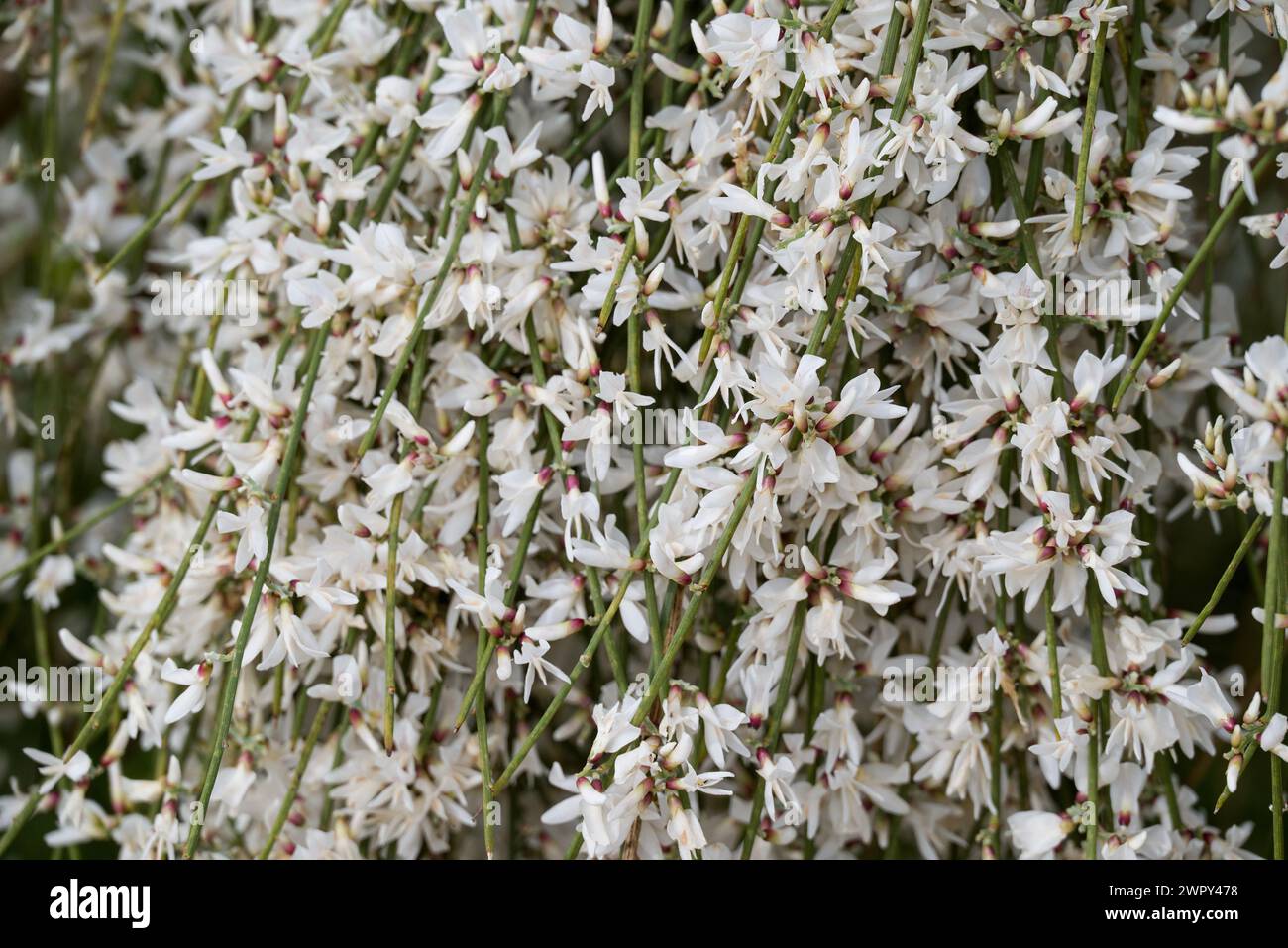 Photo de fleurs sur fond Banque D'Images