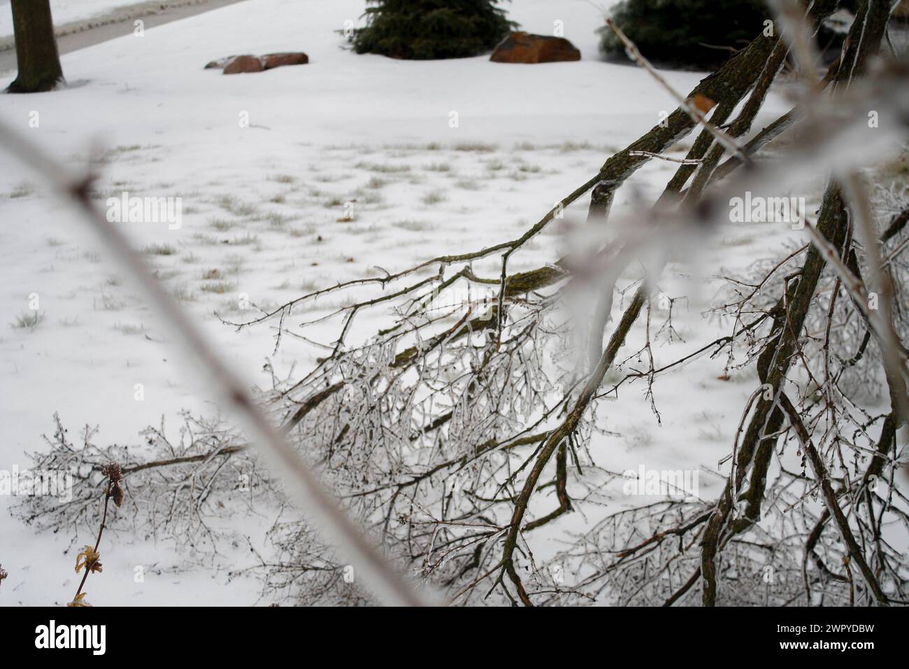 Branches d'arbres après une tempête de pluie verglaçante hivernale Banque D'Images