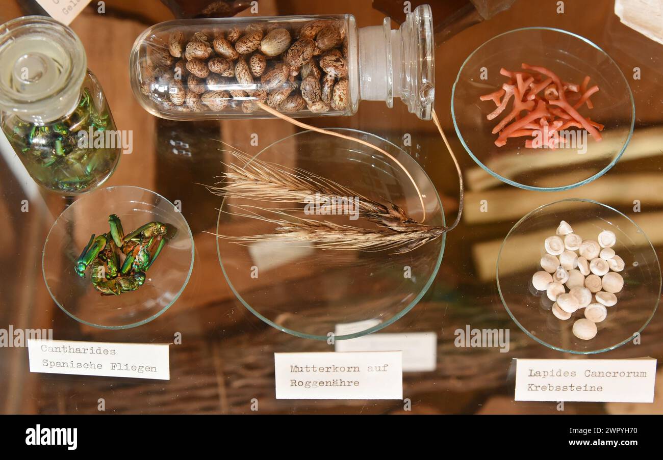 29 février 2024, Saxe-Anhalt, Naumburg: dans le musée de la pharmacie historique de Löwen, une vitrine contient (rangée du haut à gauche) de la mouche espagnole comme puissance et stimulant, des graines de rhizinus comme laxatif, du corail comme supplément de calcium, (rangée du bas à gauche) de la mouche espagnole, de l'ergot (médicament pour l'obstétrique) et des pierres de crabe pour les brûlures d'estomac. La pharmacie, qui est géré par la famille du directeur de pharmacie Dr Andreas Hünerbein depuis 120 ans, est l'un des rares établissements de ce genre en Allemagne qui est situé au même endroit depuis plus de 400 ans et à partir duquel de nombreux objets peuvent être exposés dans un mu Banque D'Images